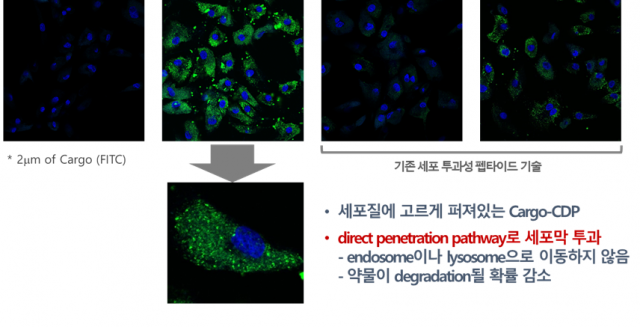 세포투과능 In vitro 테스트