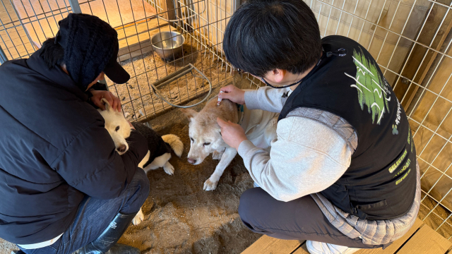 보은센터 보호견 건강 상태 확인 후 데피니트 투약을 하는 전귀호 원장(청주 수동물병원)
