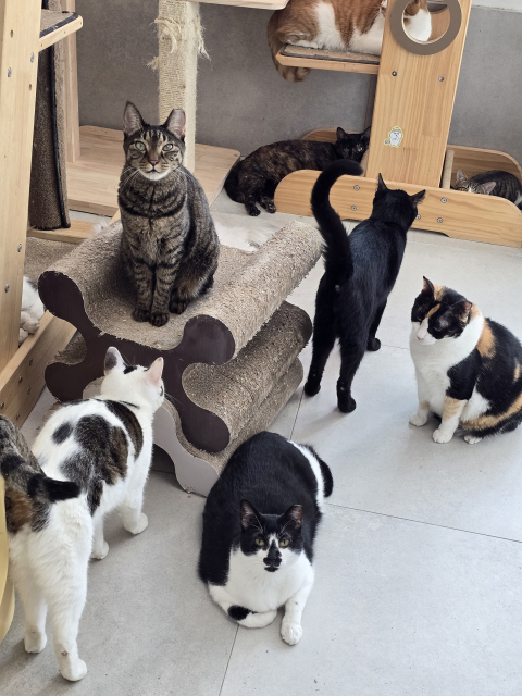 사단법인 나비야사랑해에서 보호하고 있는 유기묘들