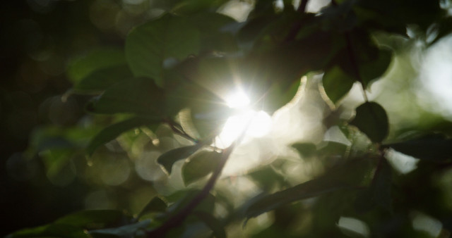 Mongolian forest landscape (Provided by UNDP Seoul Policy Centre)