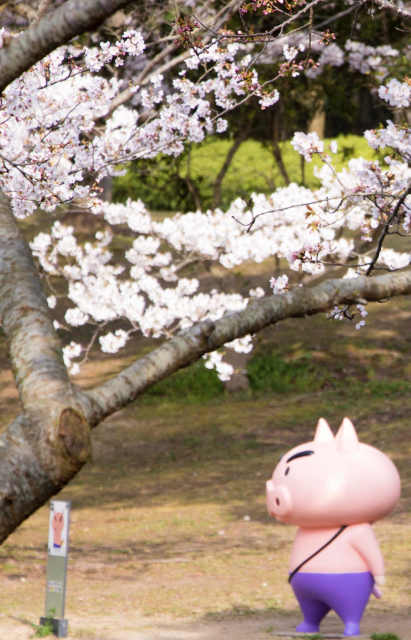 ‘짱구는 못말려 어드벤처 파크’ 곳곳에는 벚꽃이 만개하는 명소가 많아 봄 시즌에는 아름다운 벚꽃과 함께 어트랙션을 동시에 즐길 수 있는 특별한 경험을 선사한다