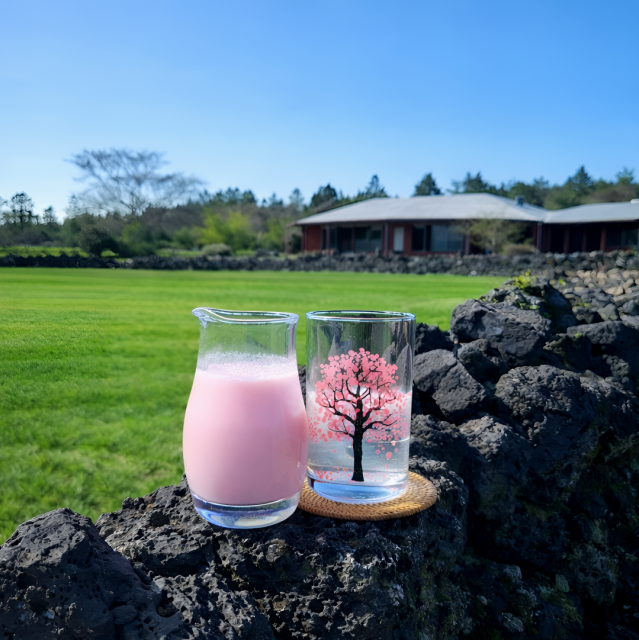 제주 포도호텔 스페셜 음료 ‘벚꽃 막걸리’