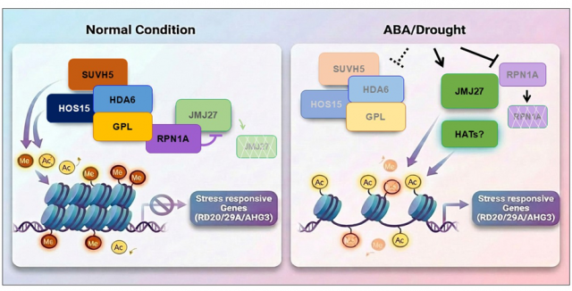 GPS2-like–HOS15–HDA6 복합체에 의한 ABA 신호전달 조절 모식도