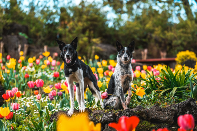 제주 허브동산을 찾은 반려견들