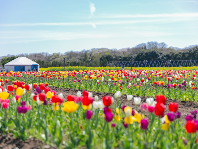4월 중 에코랜드의 자랑인 계절 꽃 축제인 튤립&유채 페스타가 진행된다.