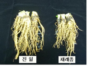일당귀 신품종 '진일'