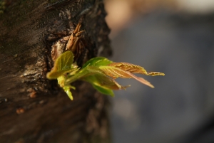 봄기운을 받아 새싹을 움틔우는 나무(폐경기 여성의 봄기운을 상징)