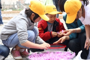 한국EMC 임직원들과 자녀들이 자매결연 마을인 충북 청원군 연꽃마을 주민들과 함께 진달래,