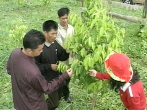 몇해 전 한국의 뉴스채널 YTN이 보도한 마루산업의 라오스 조림현장[캡쳐화면]