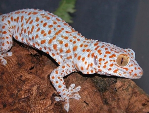 동남아시아에서 서식하는 '도마뱀붙이(Tokay Gecko)'로 80속 7