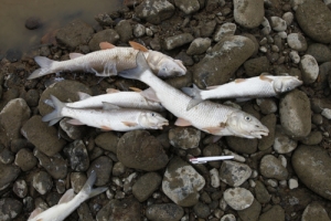 ▲남한강 공사현장에서 집단 폐사한 물고기.
