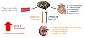 중추 신경계를 통한 신장과 뇌, 심장의 상호 작용과 혈압 상승 기전