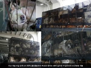 최근 온라인 커뮤니티는 제주도에서 배를 이용한 보신탕용 개들의 수송 과정이 공개되면서 네티