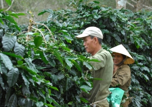 라오스 커피는 나무를 심고 3년 후부터 최소 15년간 수확이 가능하고, 법인으로 땅을 매입