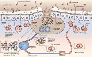 베타글루칸의 인체흡수 면역 메카니즘 도해 (Nature Reviews Immunology 