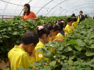 30일 흥해읍 마산리에 있는 하이베드 딸기 농가를 찾은 포항대학교 부속 유치원생들이 현장체