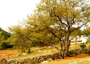 강원도 홍천 힐리언스 선마을의 가을풍경.