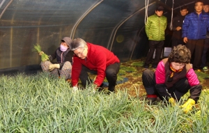 박승호 포항시장은 포항 연일부추 생산단지를 찾아 농가의 일손을 도왔다.