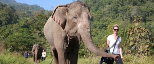 외국인 여행객이 엘리펀트 네이처 파크에서 코끼리와 산책중이다.