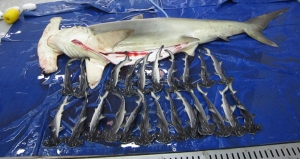 보령 연안에서 전장 3m의 귀상어가 안강망 어선에 어획되면서, 서해안이 귀상어의 출산장임이