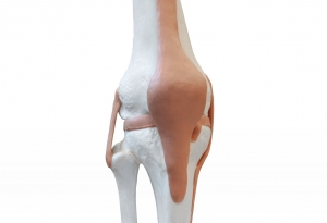 무릎뼈와 인대 모형