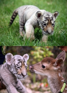 삼정더파크는 9월6일부터 관람객들에게 생후 1개월 된 수컷 새끼 시베리아 호랑이를 공개한다