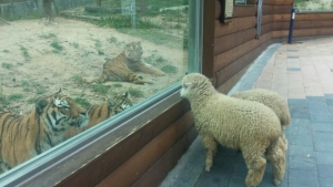 부산 유일의 동물원인 삼정더파크에는 동물들이 서로를 관람하는 진풍경이 벌어지고 있다.