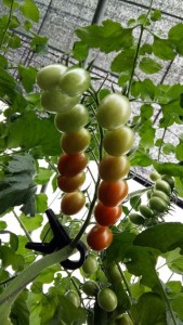 천연비료를 활용해 재배한 약성 토마토