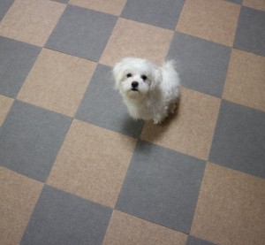 지니글로벌 퍼피가드가 강아지 미끄럼 방지 매트 10만장 판매를 돌파했다고 밝혔다. 사진은 