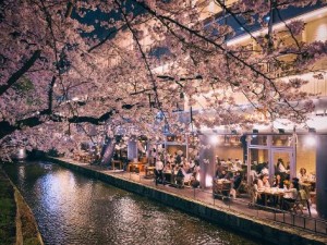 일본 교토의 벚꽃 전경