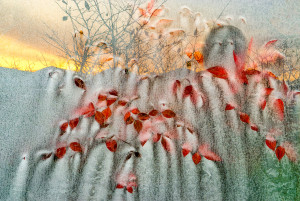 채종렬의 ‘Window frost’ 사진전이 6월 9일부터 7월 5일까지 갤러리 강호에서 