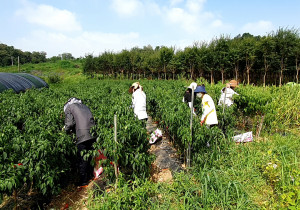 한국농수산대학 교직원들이 대학 인근 농가를 찾아 일손 돕기를 진행하고 있다