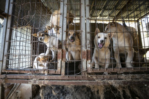 동물보호단체 휴메인 소사이어티 인터내셔널이 17번째 식용견 농장을 폐쇄하고 식용견 인식 조