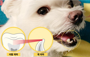 사람 치아와 비교해 약 20%의 에나멜 층을 가진 식빵(12살)은 딱딱한 간식을 먹다 아랫니가 빠졌다