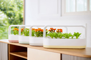 LG 틔운 미니 ‘테이블 위 작은 정원’, 다양한 컬러로 고객 선택의 폭 넓힌다