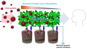 건국대 김형주 교수 연구팀이 사철나무, 시킨답서스 등의 식물이 독감 바이러스를 흡착 및 제