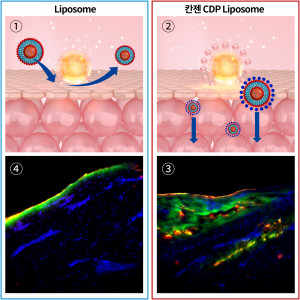 ①일반 리포솜 구조, ②칸젠의 차세대 CDP-리포솜 구조, ③CDP-리포솜 피부조직 투과능