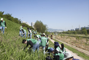 퍼시스그룹 직원들이 탄천에서 생태계 교란 식물 퇴치 활동을 진행하고 있다