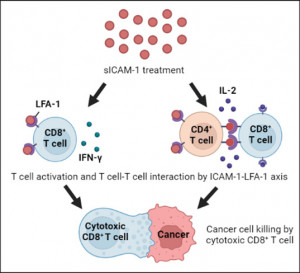 sICAM-1의 항암 효과 기전 규명