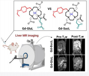 팜젠사이언스가 개발 중인 거대고리형 MRI 간특이 조영제 (Gd-SucL)를 쥐에 투여해 