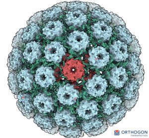 Ultrastructural representation of the BK polyomavirus capsid, featuring 72 pentamers that form its distinct icosahedral symmetry. (Graphic: Business W...