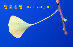 빗물을 자산으로 취급하는 빗물은행 ‘RainBank_101’이 설립됐다