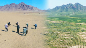 Before (2019) and after (2026) comparison of Ant Forest Project No. 464 in Inner Mongolia.