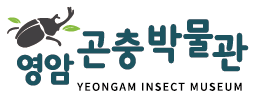 영암곤충박물관 Logo